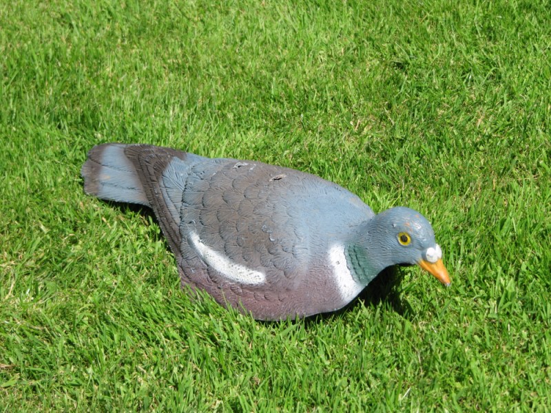 1/2 Shell Pigeon Decoys